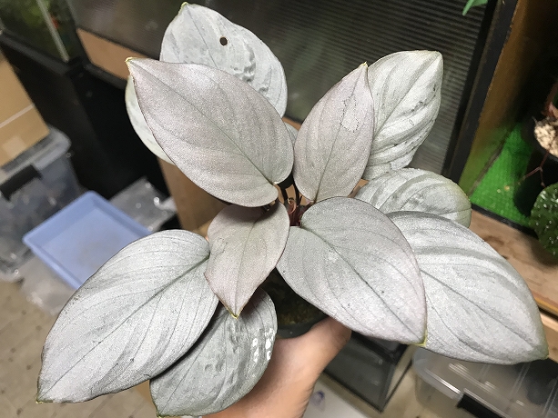 ホマロメナ Homalomena sp.Platinum Velvet Kepulauan Riau – 熱帯植物.com